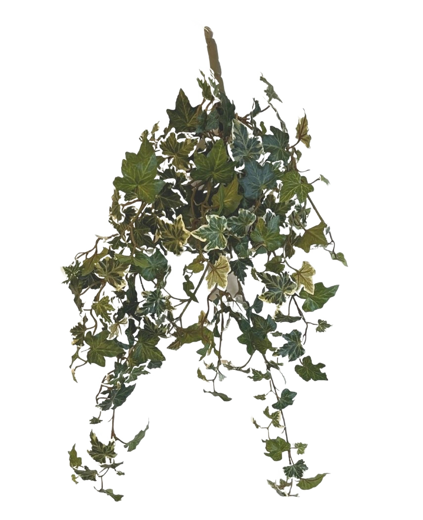 L'edera artificiale Deluxe verde-bianca da 60 cm è una pianta di edera artificiale pendente con foglie variegate verdi e bianche a cascata, su uno sfondo bianco semplice.