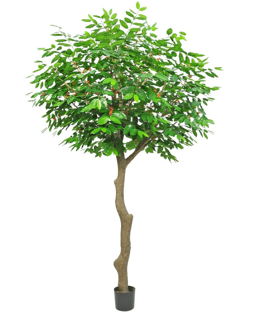 L'Albero del Caffè Artificiale 300 cm è un albero artificiale alto con un tronco marrone snello e ricurvo e foglie verdi lussureggianti, in un piccolo vaso nero su sfondo bianco.