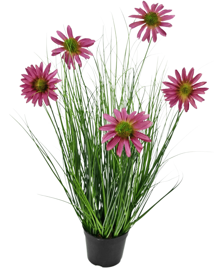 La pianta di erba artificiale crisantemo ignifuga da 60 cm ha foglie verdi lunghe e sottili simili a erba e sei fiori di crisantemo rosa con un cuore giallo in un vaso nero, su uno sfondo bianco semplice.