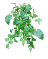 La casa rampicante artificiale verde da 70 cm ha foglie verdi con bordi seghettati e venature visibili su steli sottili e ramificati, su uno sfondo bianco semplice.