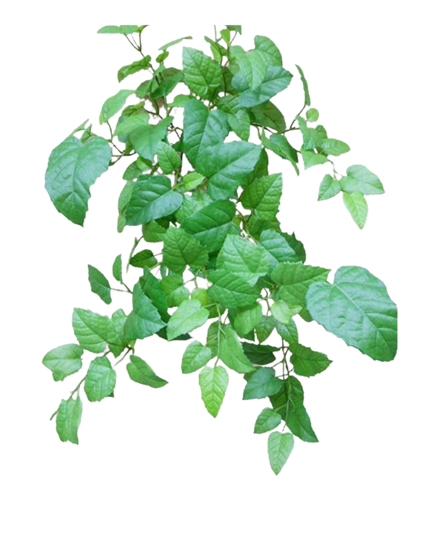La casa rampicante artificiale verde da 70 cm ha foglie verdi con bordi seghettati e venature visibili su steli sottili e ramificati, su uno sfondo bianco semplice.