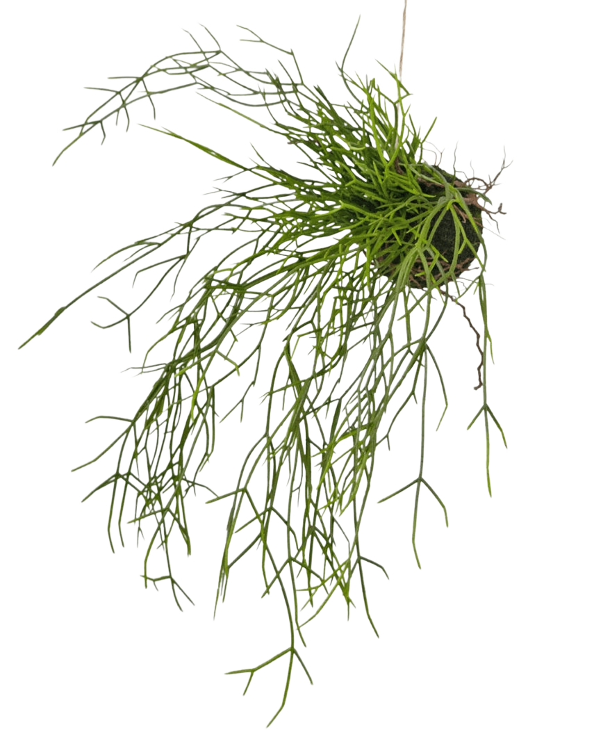 La pianta artificiale Erba su palla 48 cm ha steli lunghi, sottili, verdi simili a erba in una piccola zolla di terra, su uno sfondo bianco.