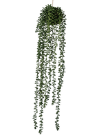 La pianta artificiale pensile Senecio ball 71 cm ha lunghi viticci verdi sinuosi che emergono da un grappolo rotondo nella parte superiore, perfetti per aggiungere verde su un semplice sfondo bianco.