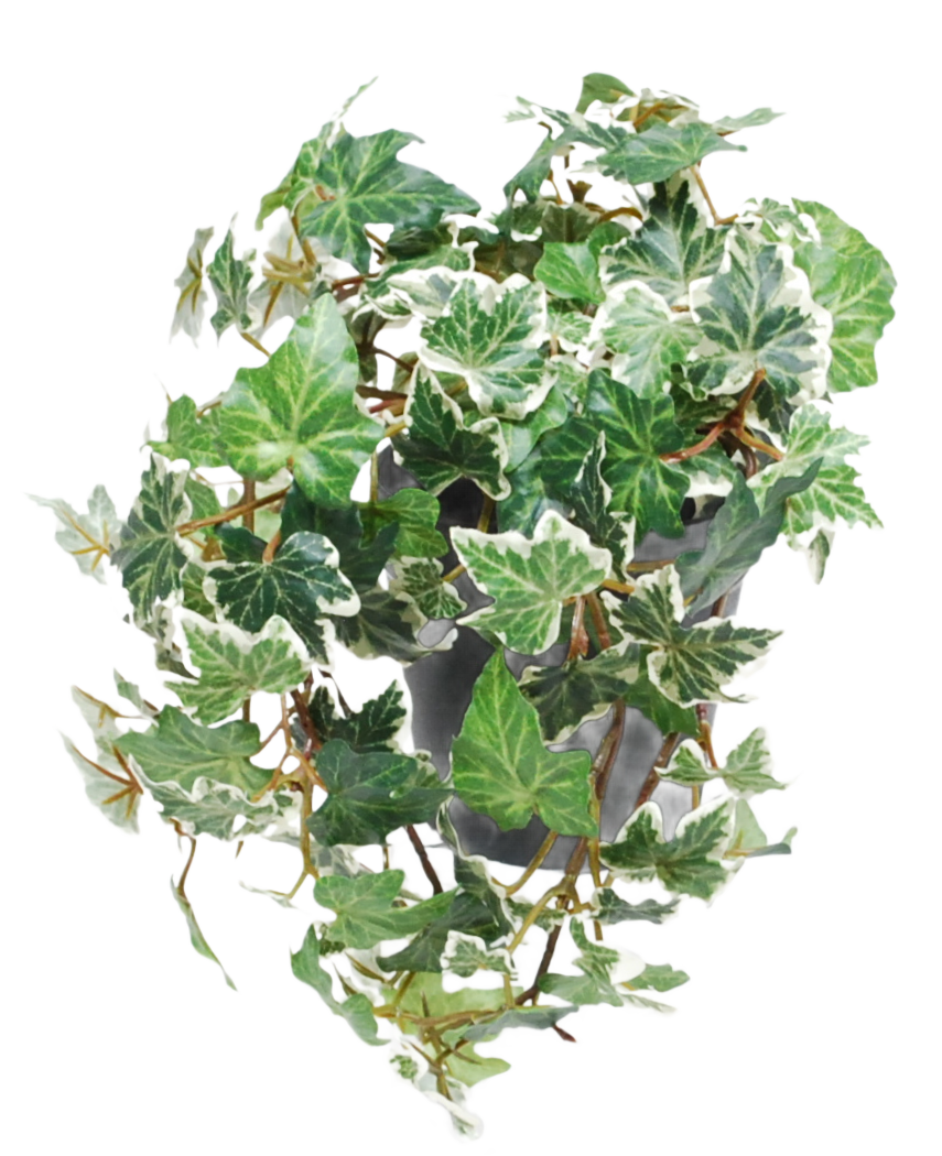 L'edera artificiale Deluxe verde-bianca in vaso da 22 cm UV ha un'edera inglese variegata verde e bianca che cade a cascata su un vaso grigio su uno sfondo bianco.
