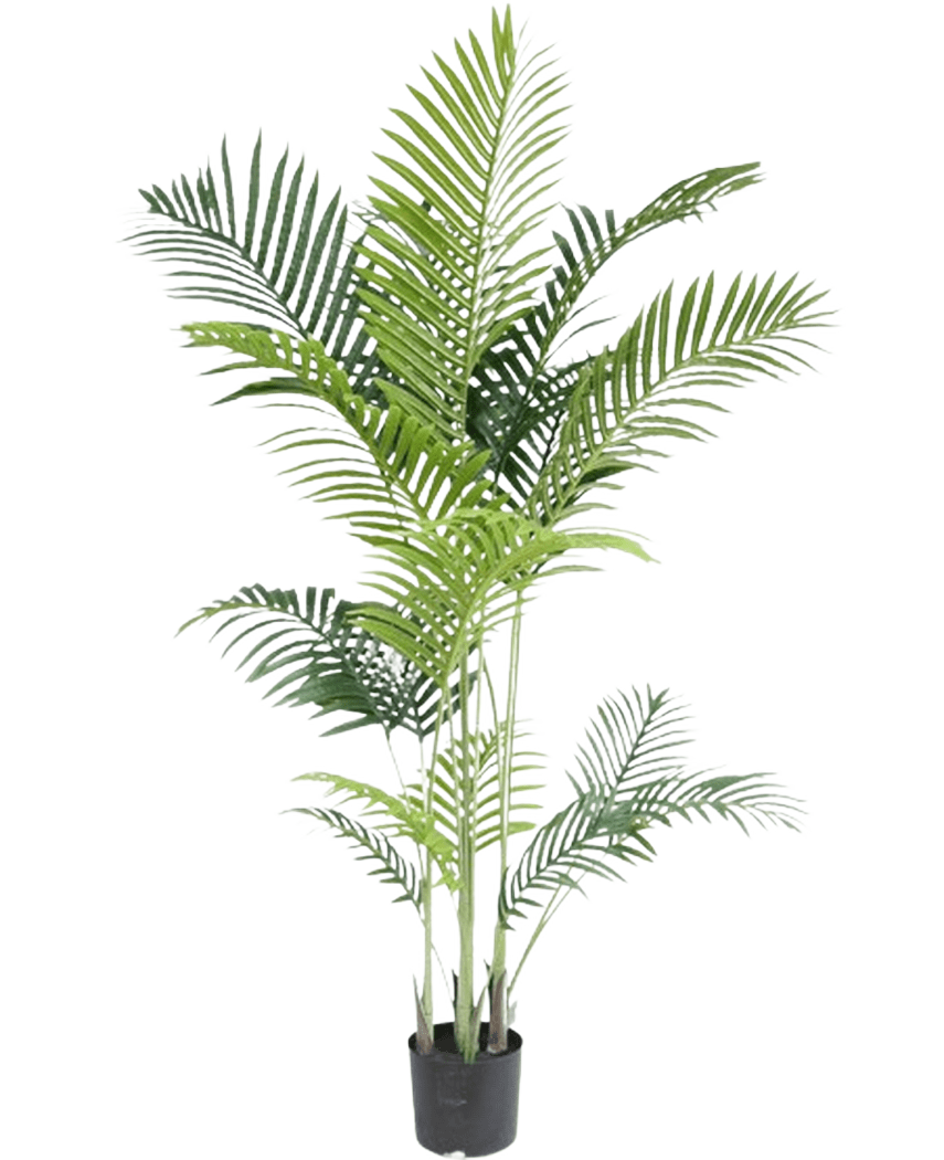 La pianta artificiale Phoenix 160 cm è una pianta finta alta con sottili foglie verdi su steli multipli in un piccolo vaso nero, su uno sfondo bianco per un aspetto lussuoso - perfetta per gli amanti delle piante tropicali.