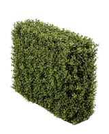 La siepe di bosso artificiale UV 70x20x50 cm, una fitta siepe rettangolare verde con foglie piccole, è presentata in un vaso di plastica con protezione UV su uno sfondo bianco a tinta unita.