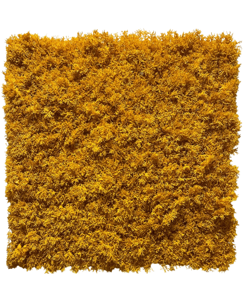La siepe artificiale con muschio giallo ignifugo 50x50 cm è un pannello di muschio giallo vibrante, densamente fitto, con bordi irregolari, raffigurato su un semplice sfondo bianco.