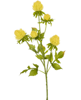 Un fiore di cardo artificiale color crema, alto 66 cm, con steli multipli ramificati con boccioli chiusi simili a crisantemi e foglie verdi seghettate, si erge su un semplice sfondo bianco.