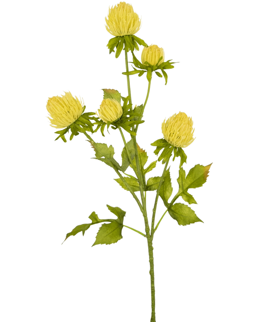 Un fiore di cardo artificiale color crema, alto 66 cm, con steli multipli ramificati con boccioli chiusi simili a crisantemi e foglie verdi seghettate, si erge su un semplice sfondo bianco.