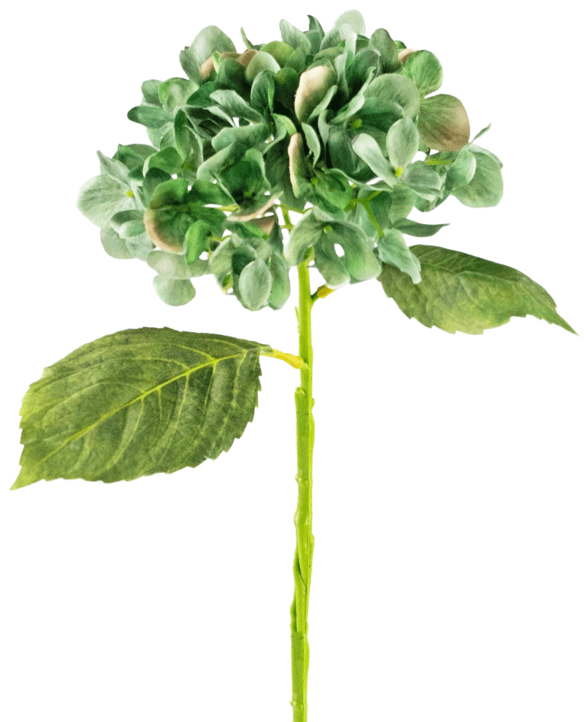 L'ortensia artificiale Deluxe da 33 cm verde scuro ha un'unica ortensia verde a stelo lungo con due grandi foglie e un mazzo di petali rotondo e completo, su uno sfondo bianco semplice.