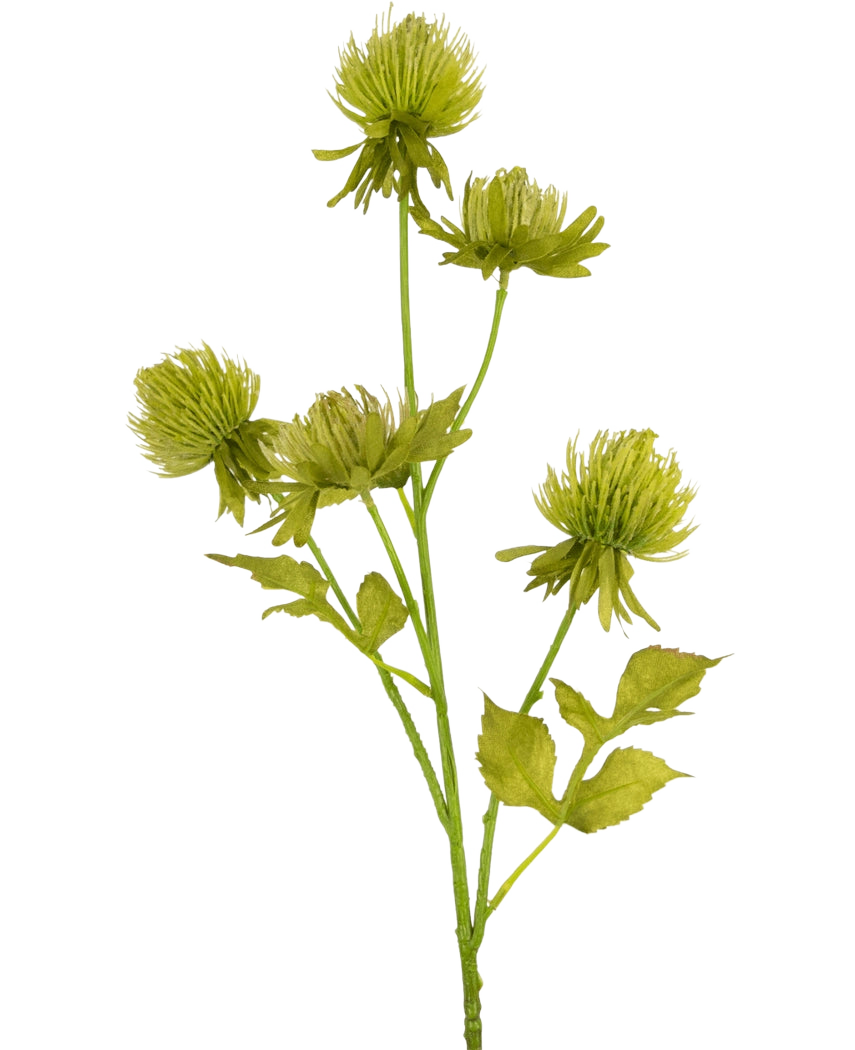 Il fiore di cardo artificiale verde da 66 cm ha cinque fiori verdi rotondi e sottili e una serie di foglie seghettate su uno stelo artificiale, su uno sfondo bianco semplice.