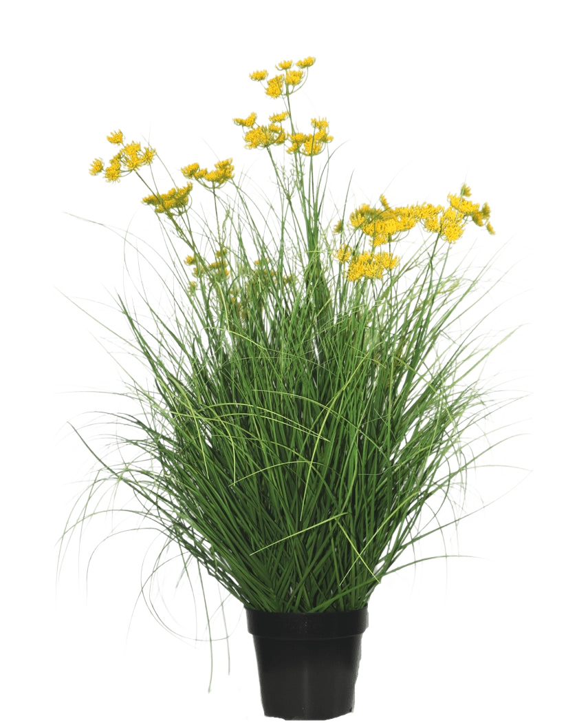 La pianta erba artificiale Asteraceae ignifuga da 90 cm ha foglie lunghe e sottili simili a erba e mazzi di piccoli fiori gialli brillanti su lunghi steli, su uno sfondo bianco semplice.