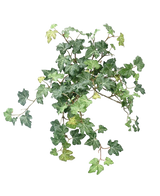 L'edera artificiale Deluxe verde da 40 cm presenta un grappolo di foglie di edera verde vibrante con tralci intrecciati su uno sfondo bianco semplice.