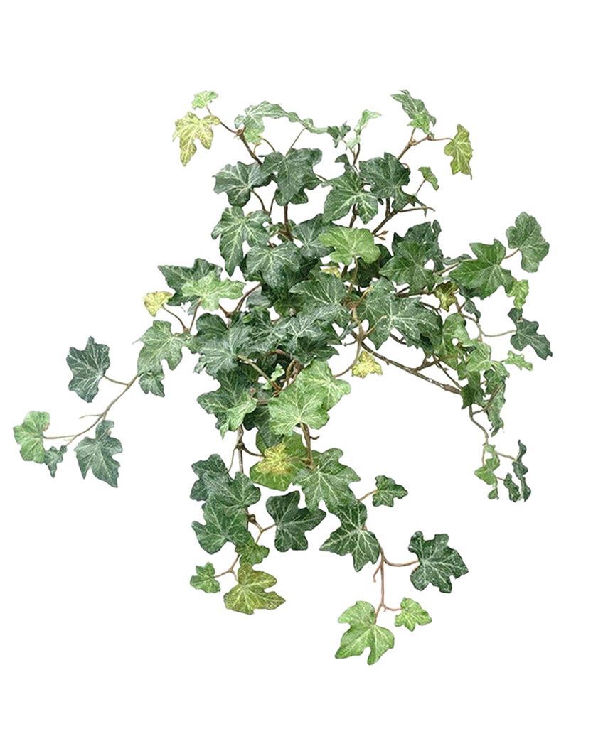 L'edera artificiale Deluxe verde da 40 cm presenta un grappolo di foglie di edera verde vibrante con tralci intrecciati su uno sfondo bianco semplice.
