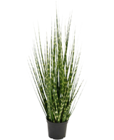 Il ramo di erba artificiale Zebra cipolla è una pianta artificiale ignifuga di 56 cm con foglie verdi lunghe e strette e strisce verde chiaro, che sta in piedi in un piccolo vaso nero su uno sfondo bianco.