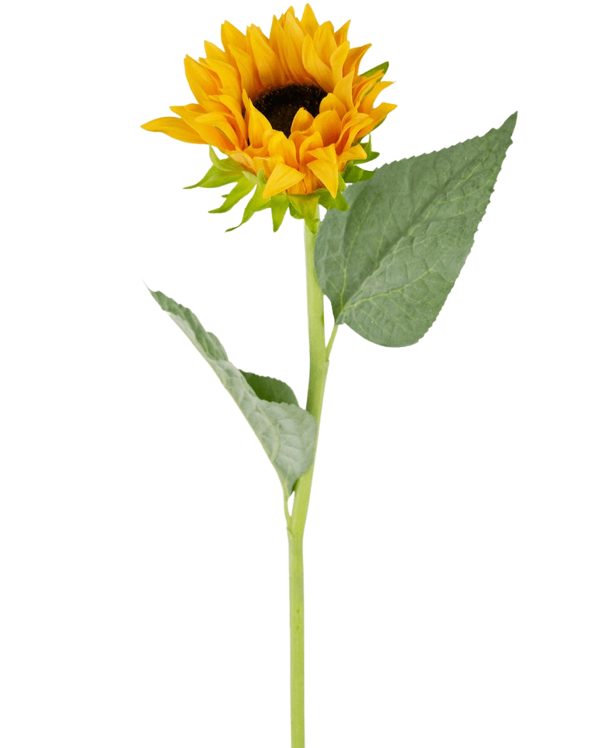 Il girasole artificiale Real Touch da 61 cm ha un singolo girasole artificiale con petali gialli brillanti, un cuore marrone scuro, due grandi foglie verdi e un lungo stelo verde, perfetto da esporre su uno sfondo bianco.