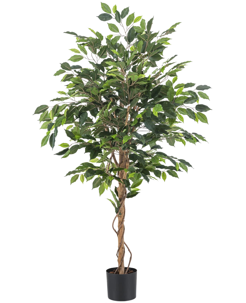 La pianta artificiale Ficus ignifuga da 150 cm ha foglie verdi e diversi tronchi marroni sottili e contorti in un vaso nero. Il materiale ignifugo garantisce maggiore sicurezza in ogni stanza.