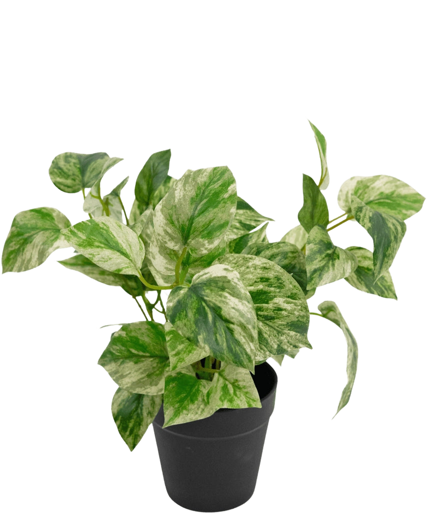 La pianta artificiale Golden Vine in vaso da 25 cm ha foglie variegate verdi e bianche in un semplice vaso nero, su uno sfondo bianco semplice.