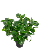 La pianta artificiale Golden Vine in vaso da 40 cm ha rigogliose foglie verdi a forma di cuore con sfumature gialle su uno sfondo bianco semplice.