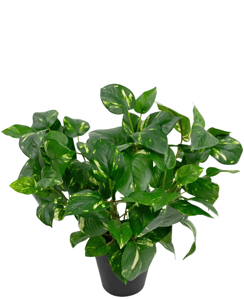 La pianta artificiale Golden Vine in vaso da 40 cm ha rigogliose foglie verdi a forma di cuore con sfumature gialle su uno sfondo bianco semplice.