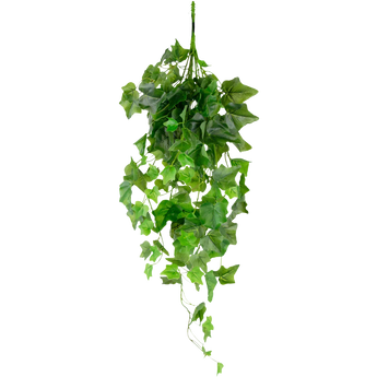 Edera artistica