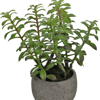 Succulente artificiali