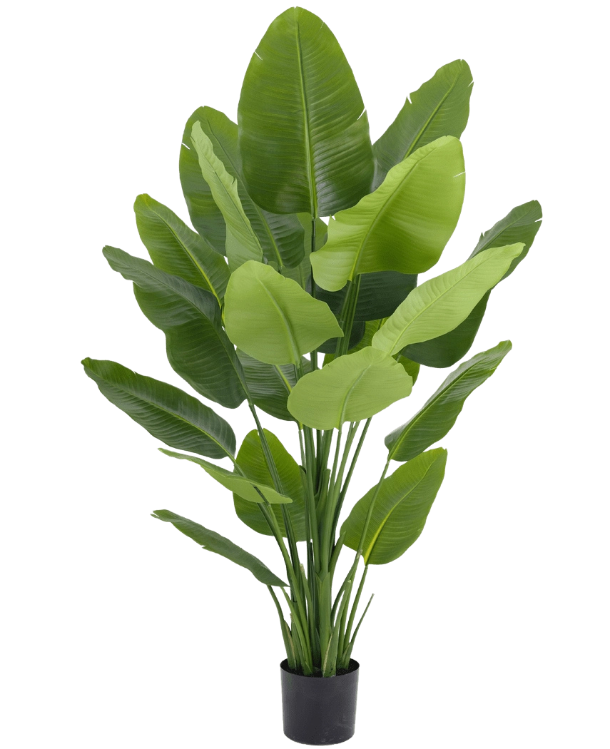 Strelitzia artificiale