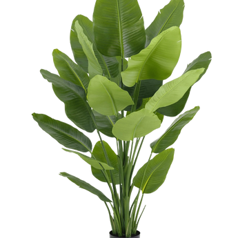 Arte Strelitzia