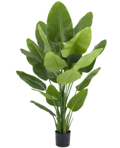 Strelitzia artificiale