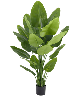 Strelitzia artificiale