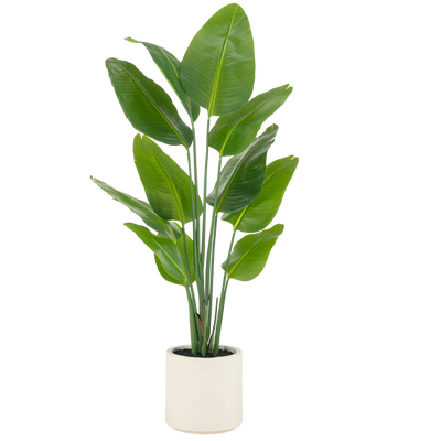 Pronto in vaso ornamentale