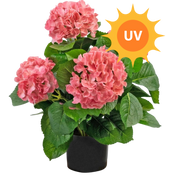 Fiori artificiali UV