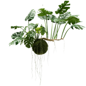 Grandi piante sospese