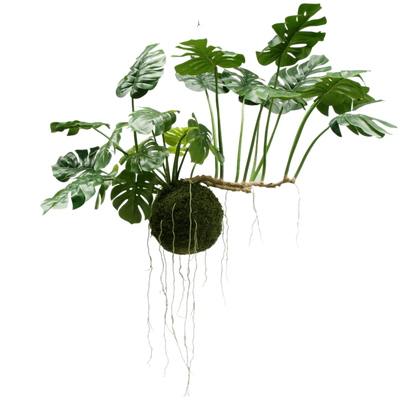 Grandi piante sospese