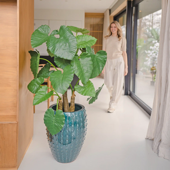 Alocasia Artificiale