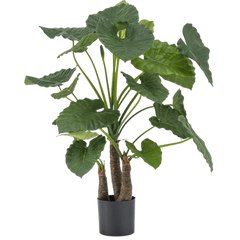 Alocasia Artificiale