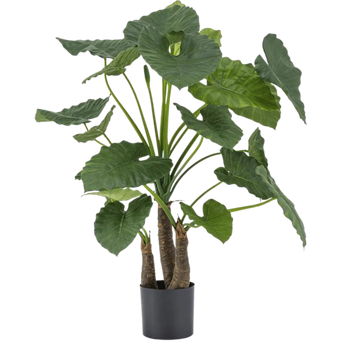 Arte Alocasia