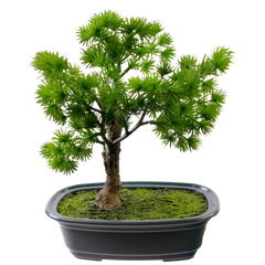 Bonsai finto