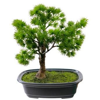 Bonsai d'arte
