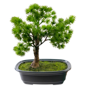 Bonsai finto