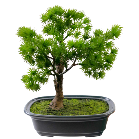 Bonsai finto