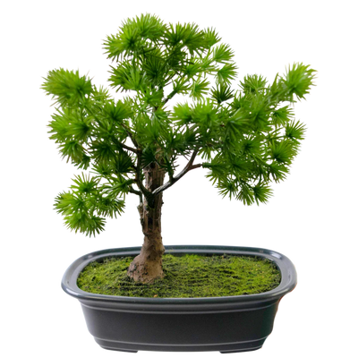 Bonsai finto