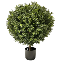 Bosso artificiale e conifera