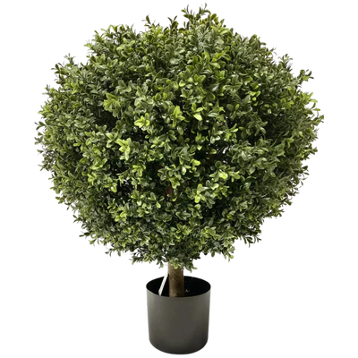 Bosso artificiale e conifera