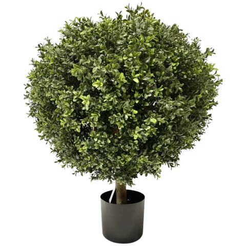 Bosso artificiale e conifera