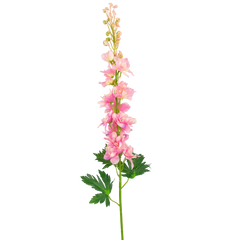 Delphinium finta