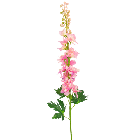 Delphinium finta