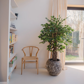 Ficus finto
