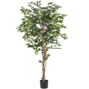 Ficus finto