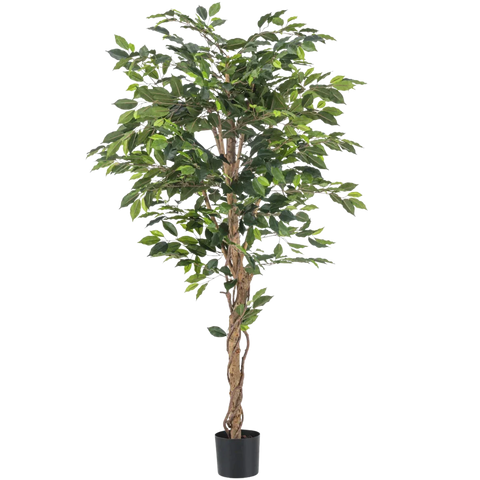 Ficus finto